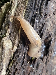 Ambigolimax