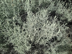 Tetradymia stenolepis