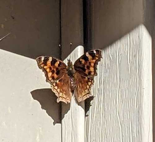 Compton Tortoiseshell