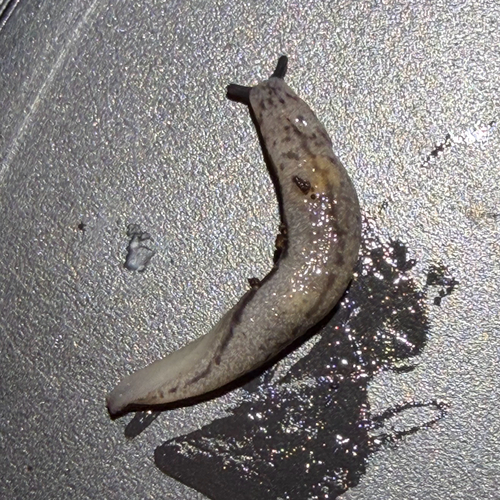 Pallifera observed 2026-10-08