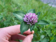 Trifolium pratense