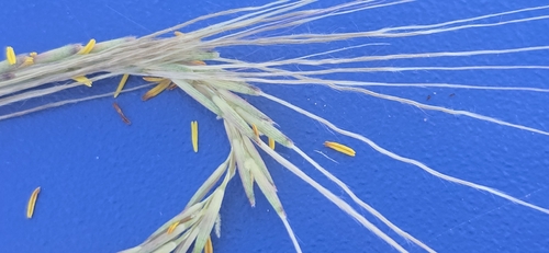 Trachypogon spicatus, 2026-10-09