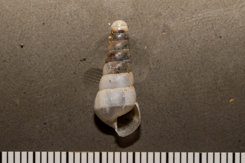 Decollate Snail