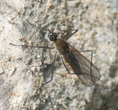 Clinocerinae