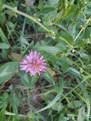 Trifolium pratense