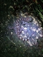 Cyrtodactylus marmoratus