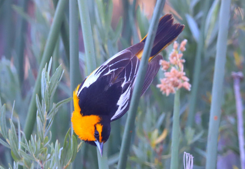 Bullock's Oriole, photo 5 of 9
