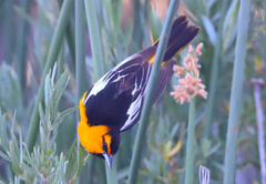 Bullock's Oriole photo 6