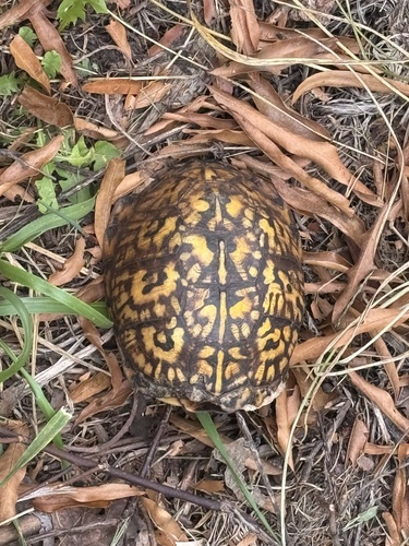 Eastern Box Turtle