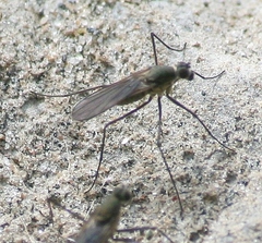 Clinocerinae