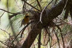 Peucedramus taeniatus