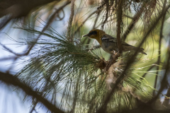 Peucedramus taeniatus