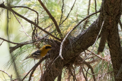 Peucedramus taeniatus