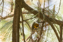 Peucedramus taeniatus