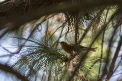 Peucedramus taeniatus