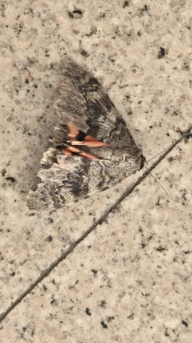 French Red Underwing