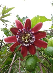 Passiflora alata