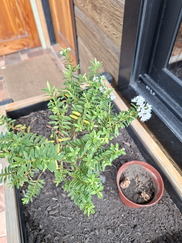 Veronica diosmifolia observed 2026-10-09