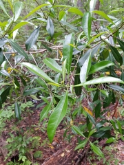 Cartrema americana