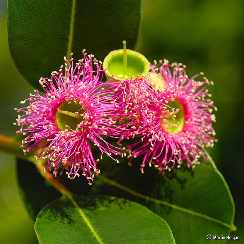 Myrtaceae