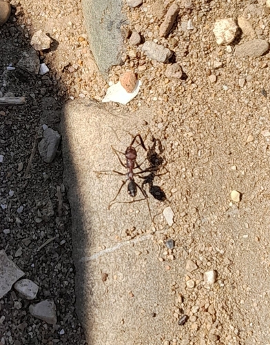 Nodal Desert Ant