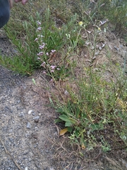 Limonium auriculae-ursifolium