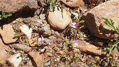 Linanthus orcuttii
