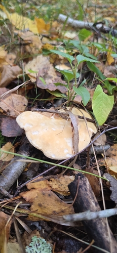 Wood Hedgehog