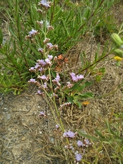 Limonium auriculae-ursifolium
