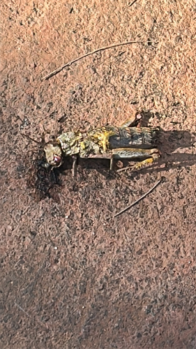 Acinipe hesperica