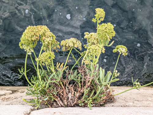 rock samphire