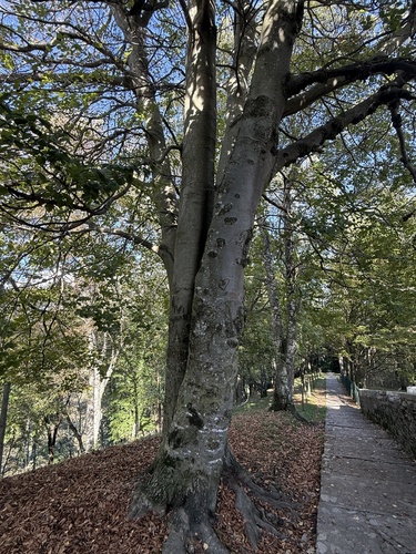 European beech