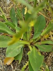 Limonium auriculae-ursifolium