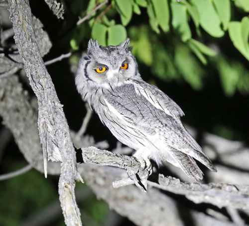 iNaturalist image
