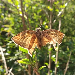 Doberes hewitsonius