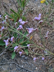 Limonium auriculae-ursifolium