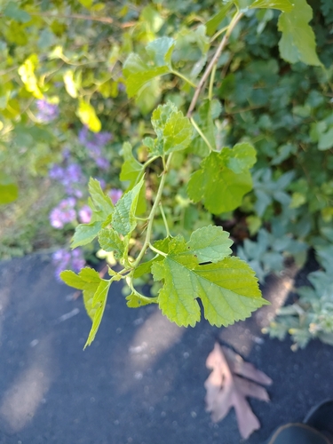 white mulberry