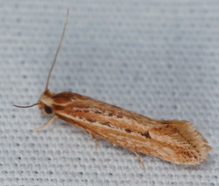 Ypsolopha sp-sw