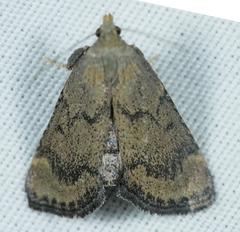 Hypsopygia phoezalis