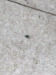 Cicindela sexguttata