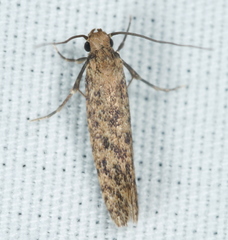 Cephitinea obscurostrigella