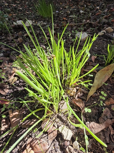 Allium canadense, 2026-10-09