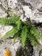 Asplenium fontanum