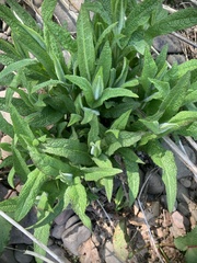 Eupatorium perfoliatum