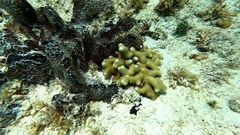 Porites porites