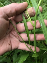 Ranunculus laxicaulis