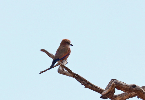 iNaturalist image