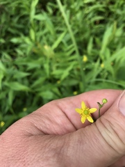 Ranunculus laxicaulis