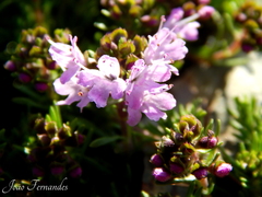 Thymus caespititius