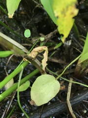 Ranunculus laxicaulis